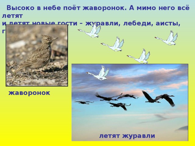  Высоко в небе поёт жаворонок. А мимо него всё летят и летят новые гости – журавли, лебеди, аисты, гуси. жаворонок летят журавли 