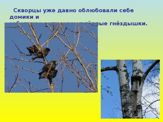  Скворцы уже давно облюбовали себе домики и заботливо устраивают тёплые гнёздышки. 