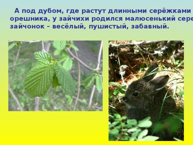  А под дубом, где растут длинными серёжками кусты орешника, у зайчихи родился малюсенький серенький зайчонок – весёлый, пушистый, забавный. 