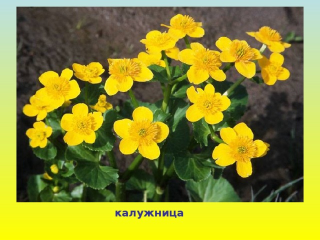 калужница 