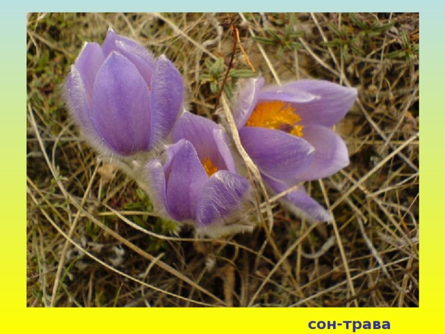 сон-трава 