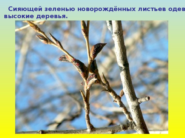  Сияющей зеленью новорождённых листьев одеваются  высокие деревья. 