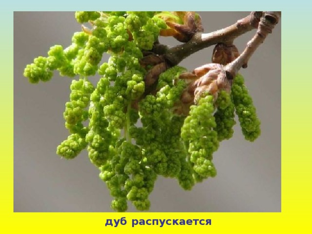 дуб распускается 
