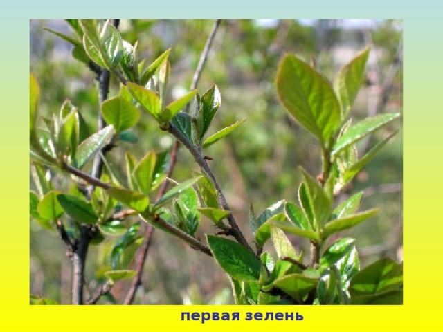 первая зелень 