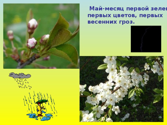  Май-месяц первой зелени, первых цветов, первых весенних гроз. 