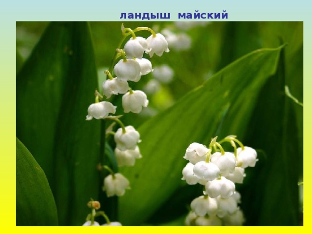 ландыш майский 