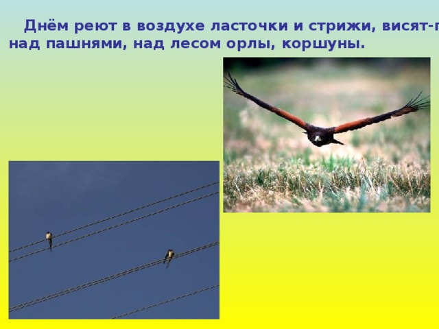  Днём реют в воздухе ласточки и стрижи, висят-парят над пашнями, над лесом орлы, коршуны. 