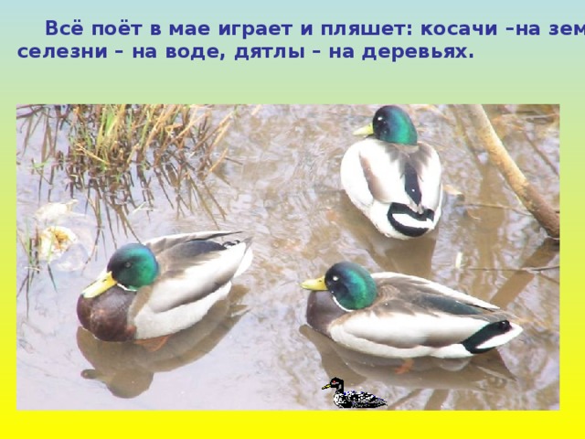  Всё поёт в мае играет и пляшет: косачи –на земле, селезни – на воде, дятлы – на деревьях. 