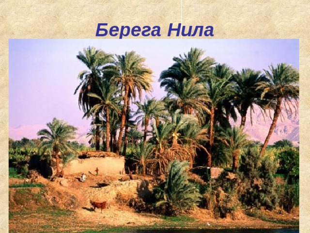 Берега Нила 