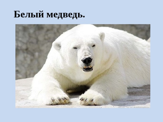 Белый медведь. 