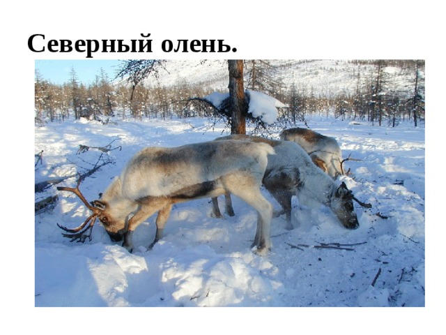Северный олень. 