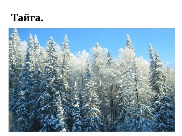Тайга. 