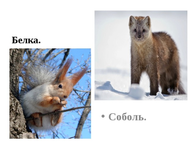 Белка. Соболь. 