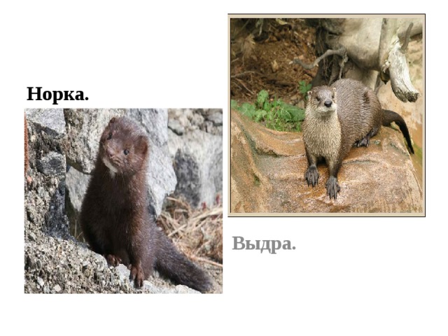 Норка. Выдра. 