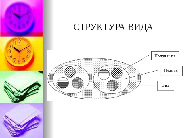 СТРУКТУРА ВИДА 