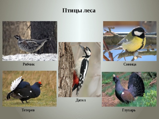 Птицы леса Синица Рябчик Дятел Тетерев Глухарь 