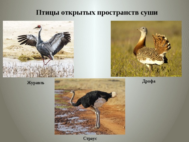 Птицы открытых пространств суши Дрофа Журавль Страус 