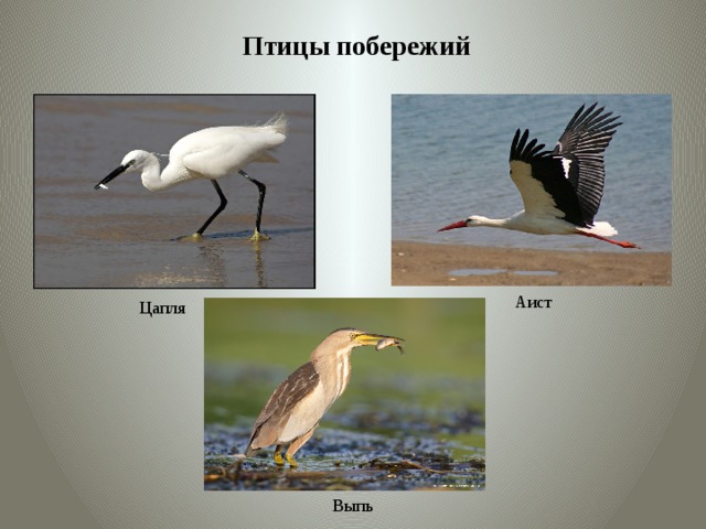 Птицы побережий Аист Цапля Выпь 