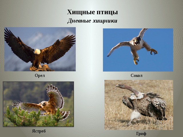 Хищные птицы Дневные хищники Орел Сокол Ястреб Гриф 