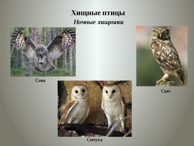 Хищные птицы Ночные хищники Сова Сыч Сипуха 