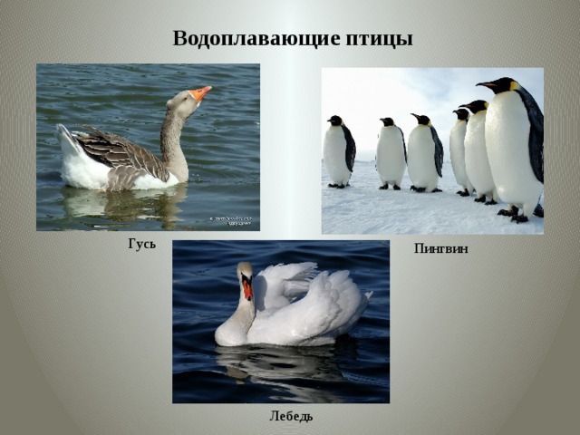 Водоплавающие птицы Гусь Пингвин Лебедь 