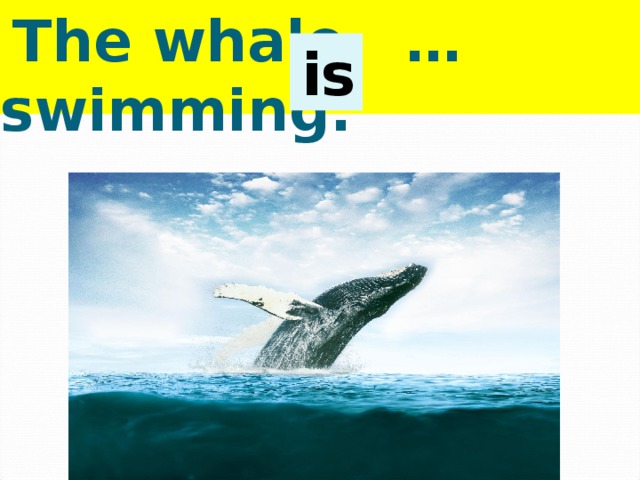  The whale … swimming.  is 