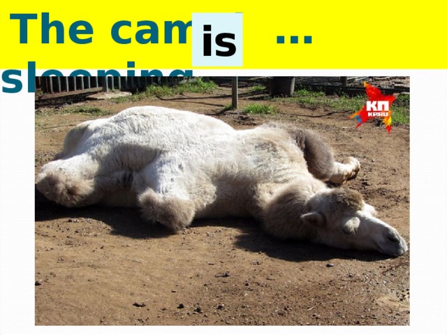  The camel … sleeping.  is 