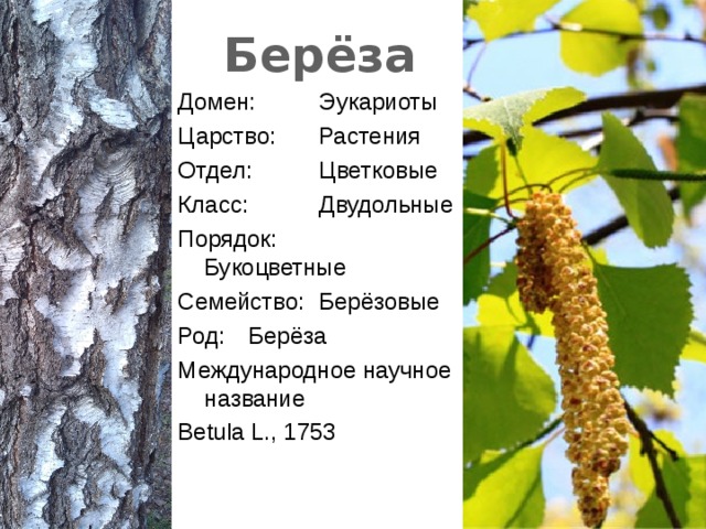 Берёза Домен:  Эукариоты Царство:  Растения Отдел:  Цветковые Класс:  Двудольные Порядок:  Букоцветные Семейство:  Берёзовые Род:  Берёза Международное научное название Betula L., 1753 