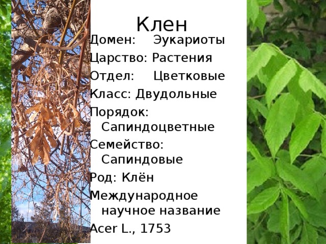 Клен Домен:  Эукариоты Царство: Растения Отдел:  Цветковые Класс: Двудольные Порядок:  Сапиндоцветные Семейство:  Сапиндовые Род:  Клён Международное научное название Acer L., 1753 