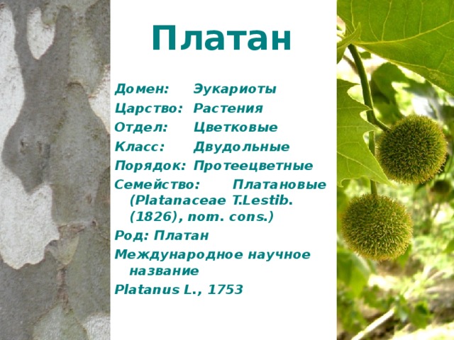 Платан   Домен:  Эукариоты Царство:  Растения Отдел:  Цветковые Класс:  Двудольные Порядок:  Протеецветные Семейство:  Платановые (Platanaceae T.Lestib. (1826), nom. cons.) Род:  Платан Международное научное название Platanus L., 1753 