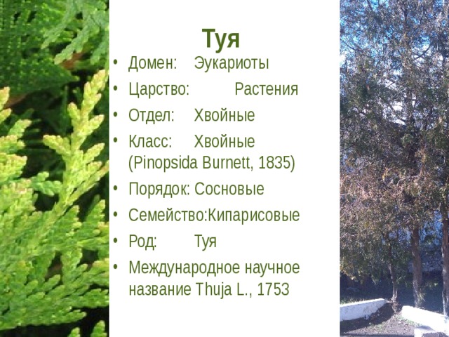 Туя Домен:  Эукариоты Царство:  Растения Отдел:  Хвойные Класс:  Хвойные (Pinopsida Burnett, 1835) Порядок: Сосновые Семейство:Кипарисовые Род:  Туя Международное научное название Thuja L., 1753 