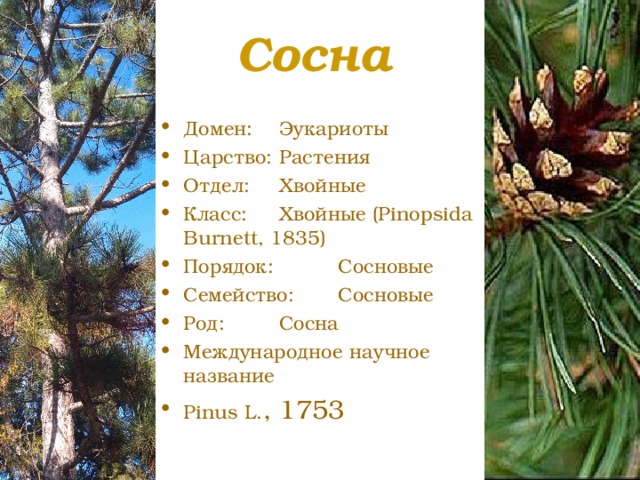 Сосна Домен:  Эукариоты Царство:  Растения Отдел:  Хвойные Класс:  Хвойные (Pinopsida Burnett, 1835) Порядок:  Сосновые Семейство:  Сосновые Род:  Сосна Международное научное название Pinus L. , 1753 