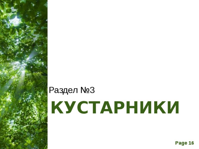 Раздел №3 КУСТАРНИКИ 