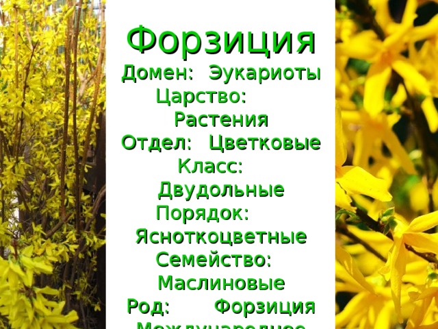 Форзиция  Домен:  Эукариоты  Царство:  Растения  Отдел:  Цветковые  Класс:  Двудольные  Порядок:  Ясноткоцветные  Семейство:  Маслиновые  Род:  Форзиция  Международное научное название  Forsythia Vahl, 1804, nom. cons. 