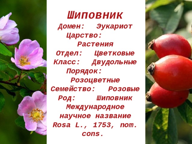 Шиповник  Домен:  Эукариот  Царство:  Растения  Отдел:  Цветковые  Класс:  Двудольные  Порядок:  Розоцветные  Семейство:  Розовые  Род:  Шиповник  Международное научное название  Rosa L., 1753, nom. cons. 