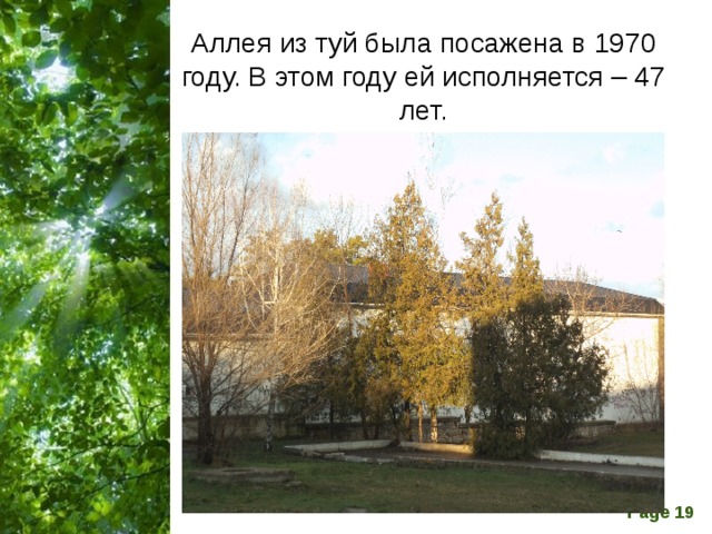 Аллея из туй была посажена в 1970 году. В этом году ей исполняется – 47 лет. 