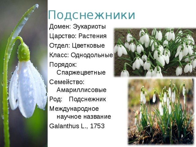 Подснежники Домен: Эукариоты Царство: Растения Отдел: Цветковые Класс: Однодольные Порядок: Спаржецветные Семейство: Амариллисовые Род:  Подснежник Международное научное название Galanthus L., 1753 
