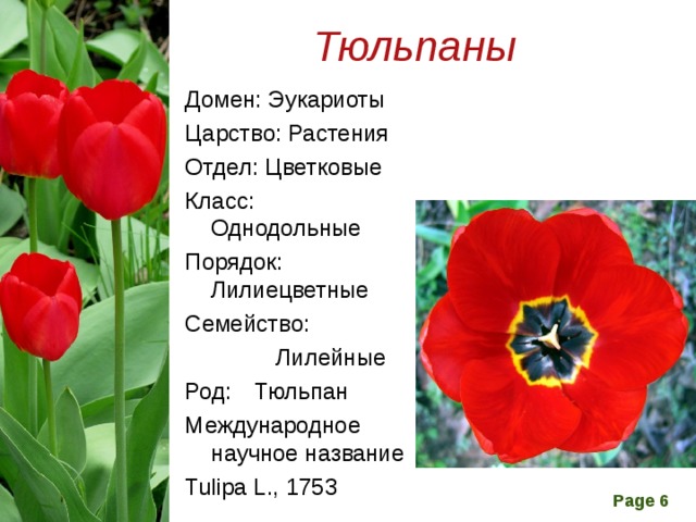Тюльпаны Домен: Эукариоты Царство: Растения Отдел: Цветковые Класс:  Однодольные Порядок: Лилиецветные Семейство:  Лилейные Род:  Тюльпан Международное научное название Tulipa L., 1753 