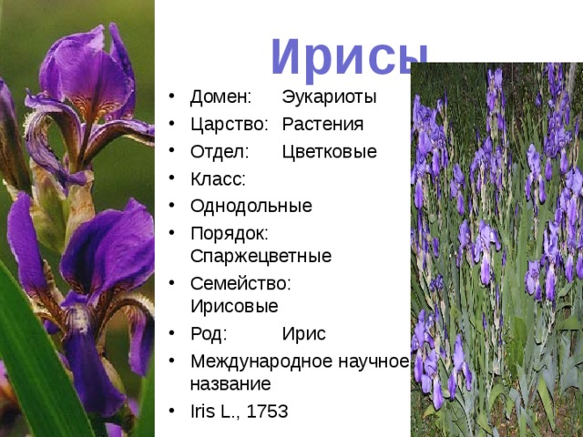 Ирисы Домен:  Эукариоты Царство:  Растения Отдел:  Цветковые Класс:  Однодольные Порядок:  Спаржецветные Семейство:  Ирисовые Род:  Ирис Международное научное название Iris L., 1753 