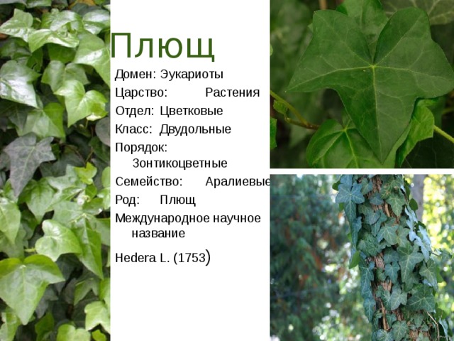 Плющ Домен:  Эукариоты Царство:  Растения Отдел:  Цветковые Класс:  Двудольные Порядок:  Зонтикоцветные Семейство:  Аралиевые Род:  Плющ Международное научное название Hedera L. (1753 ) 
