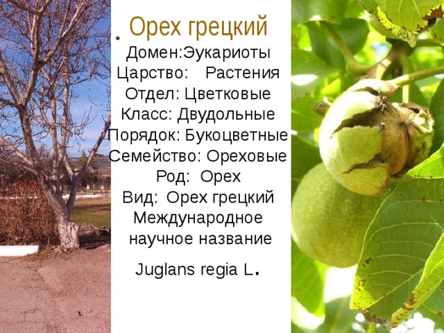 Орех грецкий  Домен:Эукариоты  Царство:  Растения  Отдел: Цветковые  Класс: Двудольные  Порядок: Букоцветные  Семейство: Ореховые  Род:  Орех  Вид:  Орех грецкий  Международное  научное название  Juglans regia L .   