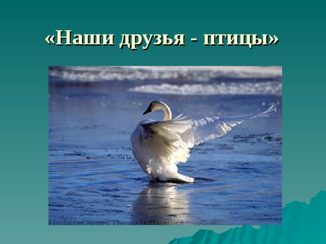  «Наши друзья - птицы»   