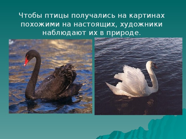 Чтобы птицы получались на картинах похожими на настоящих, художники наблюдают их в природе. 