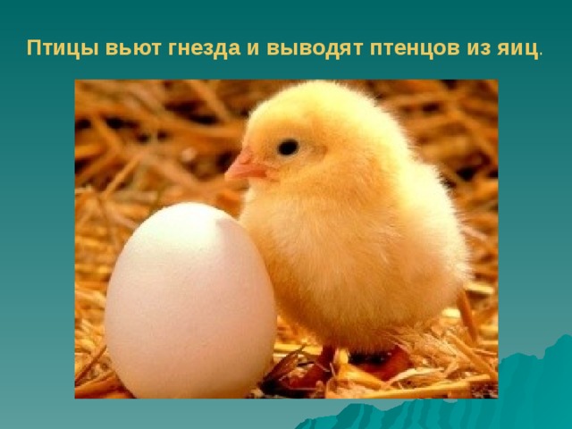 Птицы вьют гнезда и выводят птенцов из яиц . 