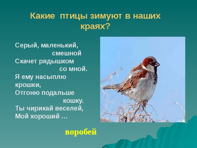 Какие птицы зимуют в наших краях? Серый, маленький,  смешной Скачет рядышком  со мной. Я ему насыплю крошки, Отгоню подальше  кошку. Ты чирикай веселей, Мой хороший … воробей 