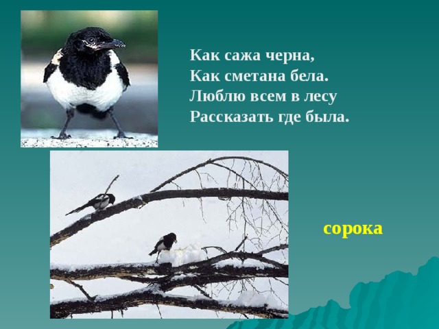 Как сажа черна, Как сметана бела. Люблю всем в лесу Рассказать где была. сорока 