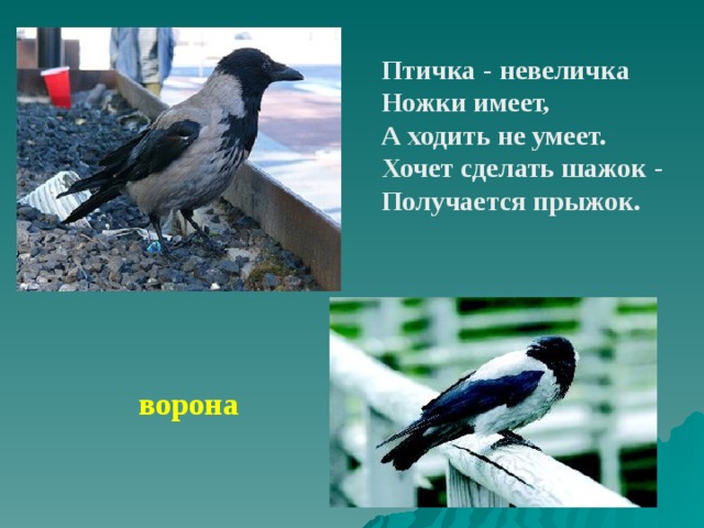 Птичка  - невеличка Ножки имеет, А ходить не умеет. Хочет сделать шажок  - Получается прыжок. ворона 