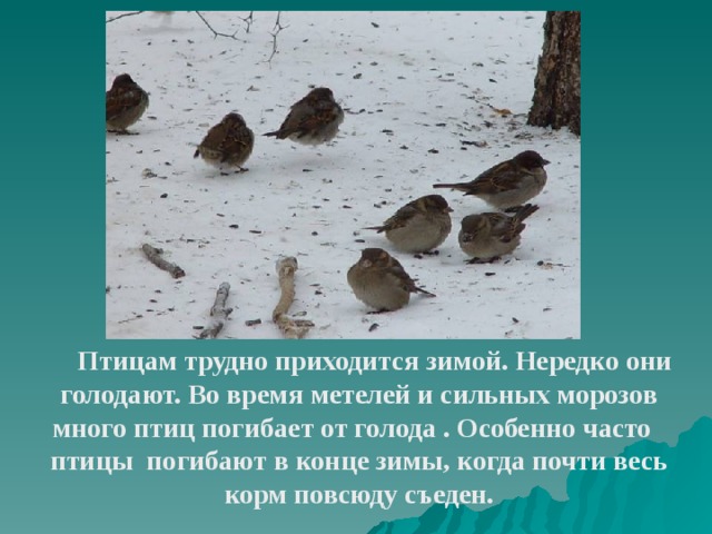  Птицам трудно приходится зимой. Нередко они голодают. Во время метелей и сильных морозов много птиц погибает от голода . Особенно часто птицы погибают в конце зимы, когда почти весь корм повсюду съеден.  