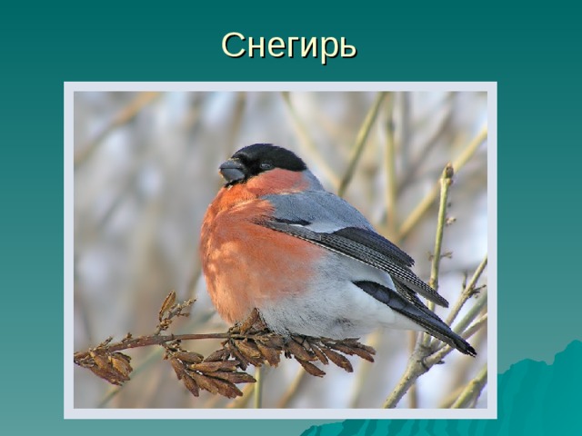Снегирь 