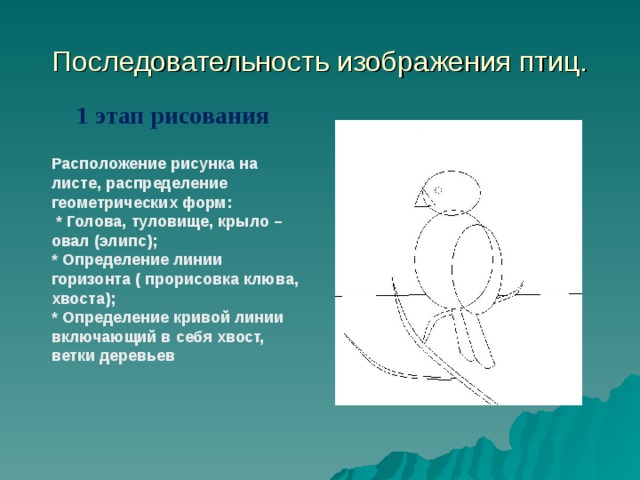Последовательность изображения птиц. 1 этап рисования Расположение рисунка на листе, распределение геометрических форм:  * Голова, туловище, крыло – овал (элипс); * Определение линии горизонта ( прорисовка клюва, хвоста); * Определение кривой линии включающий в себя хвост, ветки деревьев  